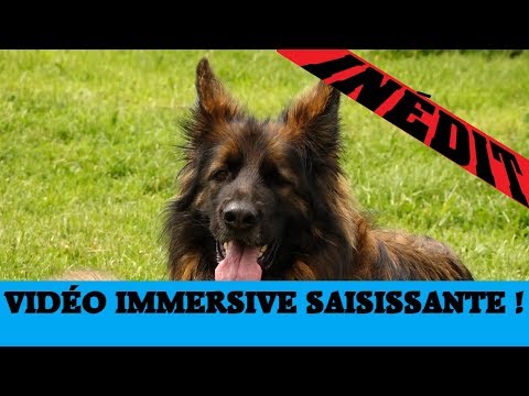 Vidéo: Ne vous inquiétez pas des humains, la science dit que votre chien vous aime beaucoup