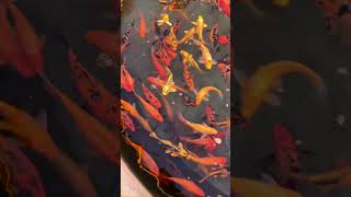 The Most Relaxing Fish Video on Your Feed Today