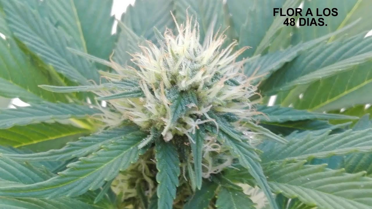 SEGUIMIENTO COMPLETO BLUEBERRY AUTO CON BAJO CONSUMO, SEMILLA A GRANEL DE LASEMILLABARATA.COM