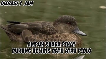 Suara pikat belibis batu. jernih durasi 1 jam cocok untuk nyanggong hunting di tambak atau empang