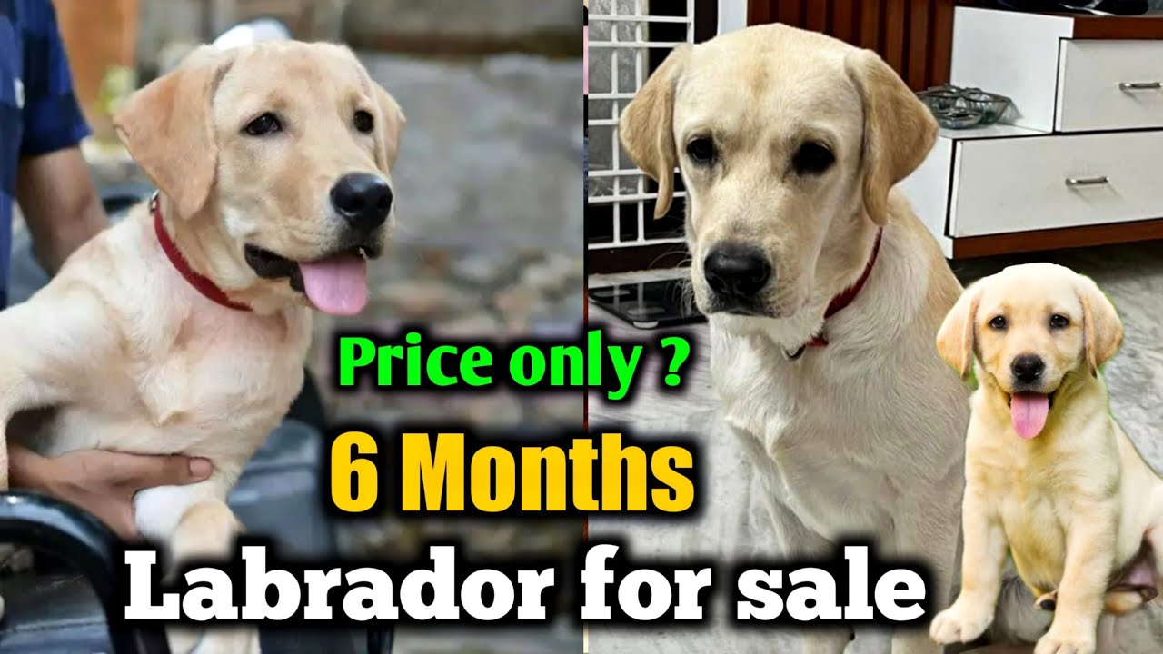 6 months old Labrador for sale in low price | @EynathegsdLife - YouTube