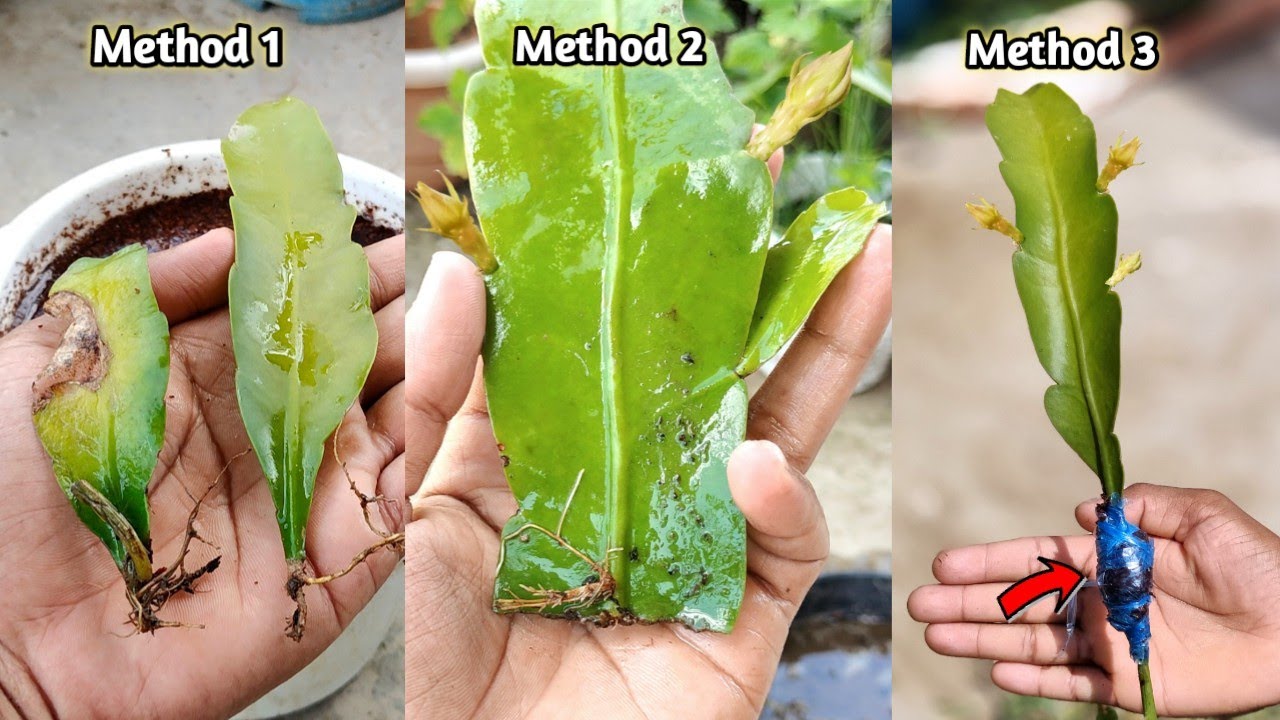 3 method to grow Brahma Kamal at home || घर पर ब्रह्मा कमल उगाने के 3 बेहतरीन तरीके || Brahma kamal