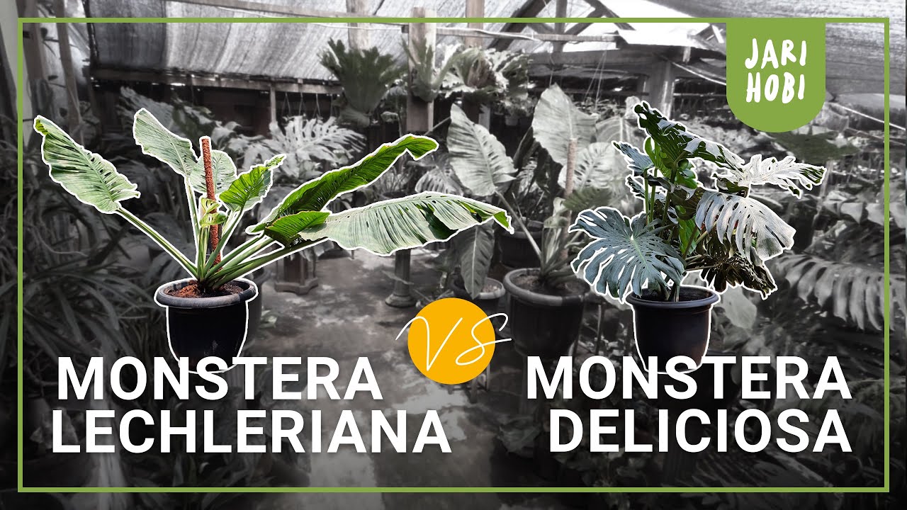 Pilih Mana Monstera Lechleriana Atau Monstera Deliciosa Youtube