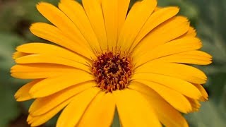 Calendulas African Daisy