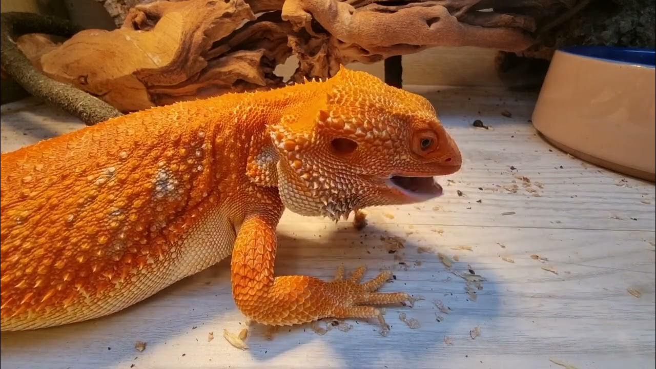 ADORABLE Orange Bearded Dragon DESTROYS Superworms YouTube