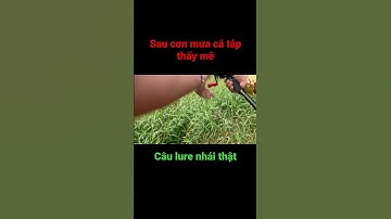 Hành trình săn cá lóc dạo