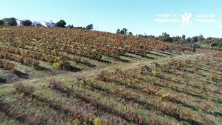 Portalegre, a Serra e os Vinhos