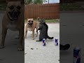 red bull fight #redbull #pepsi #dog #coke #cat #dogandcat