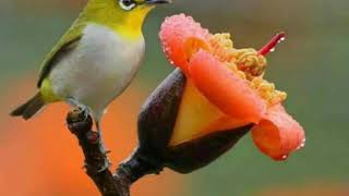 Gundelothullo nee Chitram dachesi song