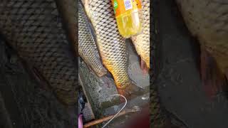 crapi pe jiu 15 august 2023