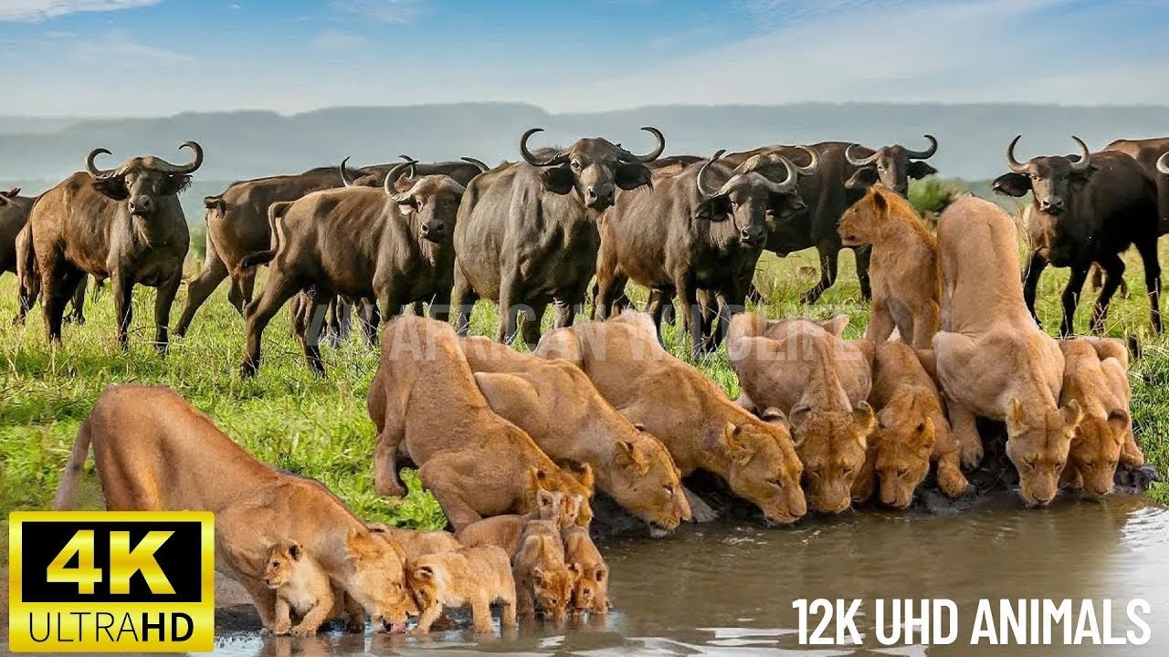 4K African Wildlife： Discovering the Untamed Beauty ｜ A Stunning Glimpse into Africa's Wilderness