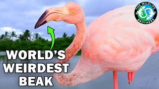 Everything You Didn’t Know About Water Birds