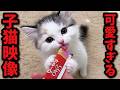 ちゅーるを食べてる子猫つくしが可愛すぎた件