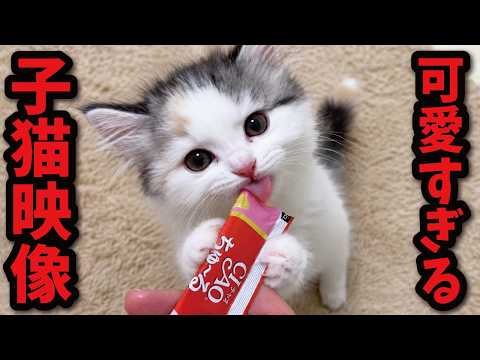 The time Tsukushi the kitten was just too cute eating Churu