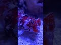 Red Scooter Dragonet - Synchiropus stellatus #marineaquarium
