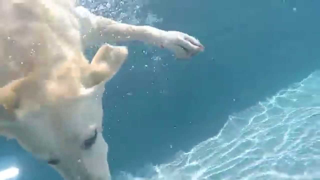 AMAZING!  Labrador Retriever Keeper swims over & underwater for dog toys in swimming pool