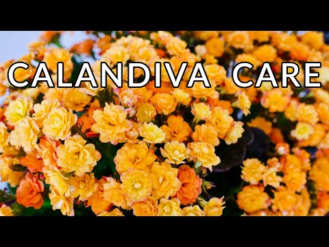 Video: Hoe Zorg Je Voor Kalanchoë Kalandiva