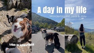 VLOG: Ein Tag in meinem Leben mit 2 Hunden | Wandern im Schwarzwald 🌞 by Kim Jaro 2,078 views 11 months ago 8 minutes, 28 seconds