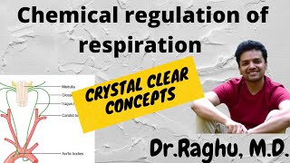 Chemical regulation of respiration