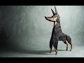 Origami doberman by Ares Alanya