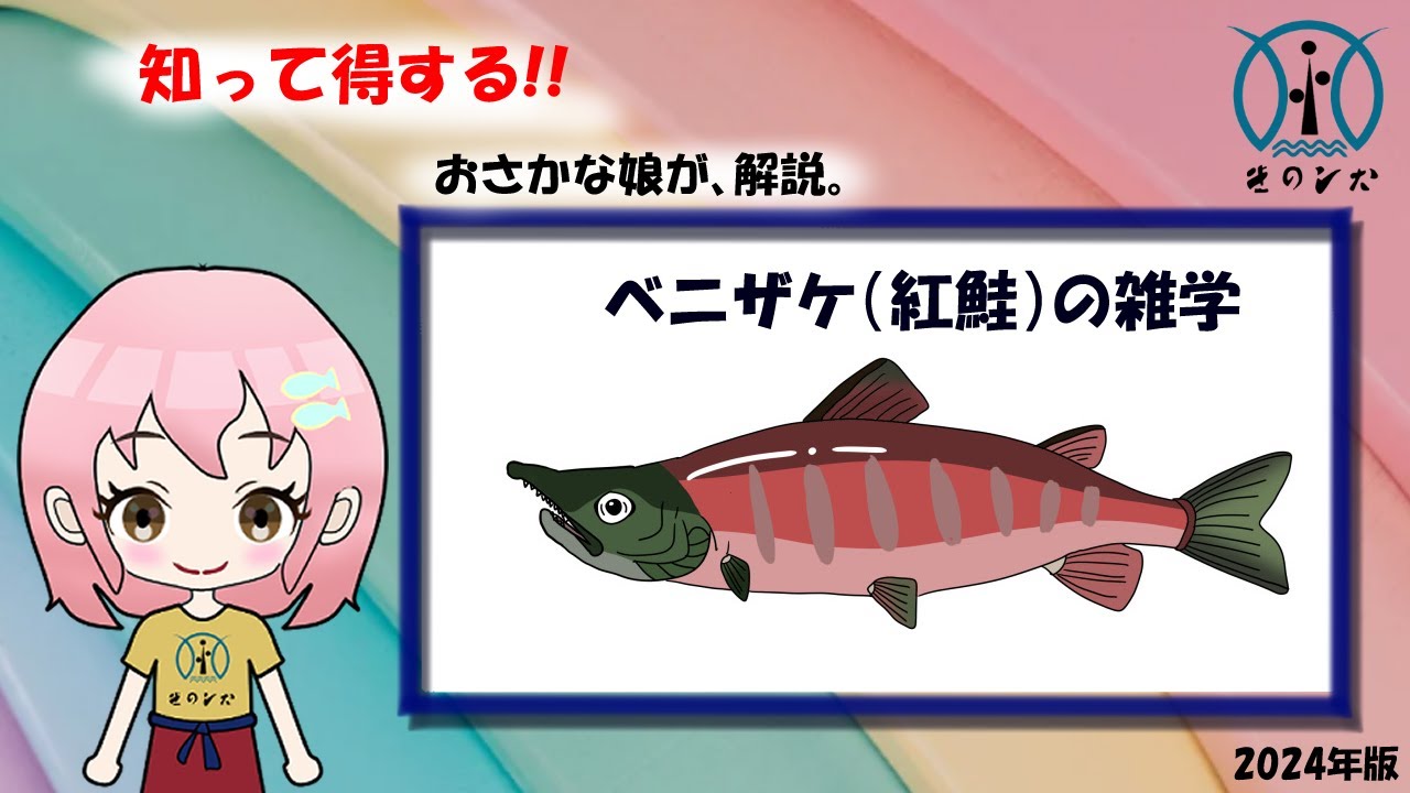 ベニサケ（紅鮭）の雑学】生態や目利きポイントなどおさかな娘が解説