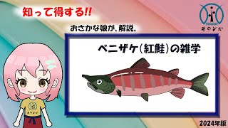 【ベニサケ（紅鮭）の雑学】生態や目利きポイントなどおさかな娘が解説、 by鮮魚店 きのした生魚店(広島県東広島市西条) 2024 How to fillet
