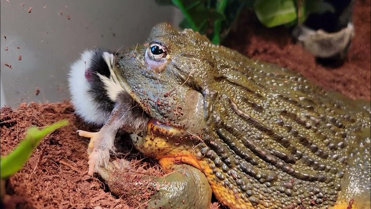 Giant Pixie Frog Eats Chickens!! Live Feeding YouTube