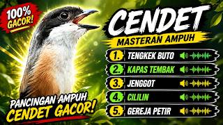 MASTERAN CENDET TERBAIK GACOR MUDAH MASUK