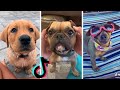 Awesome Dogs of TikTok ~ Cutest &amp; Funniest Puppies on TIK TOK ~ 2020