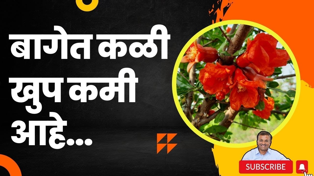 प्रश्न क्रमांक 79 - बागेत कळी खुप कमी आहे ? @BTGore