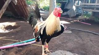 My Farm update 