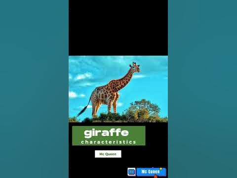 giraffe characteristics #shortvideo - YouTube