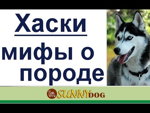 Хаски  - мифы о породе. Самые основные мифы о породе хаски