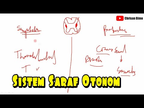 Video: Divisi mana dari sistem saraf otonom yang dibangkitkan?