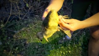 Baby Goose Caught in Fishing Line!