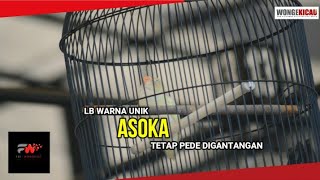 LB WARNA UNIK ASOKA TETAP PEDE DIGANTANGAN