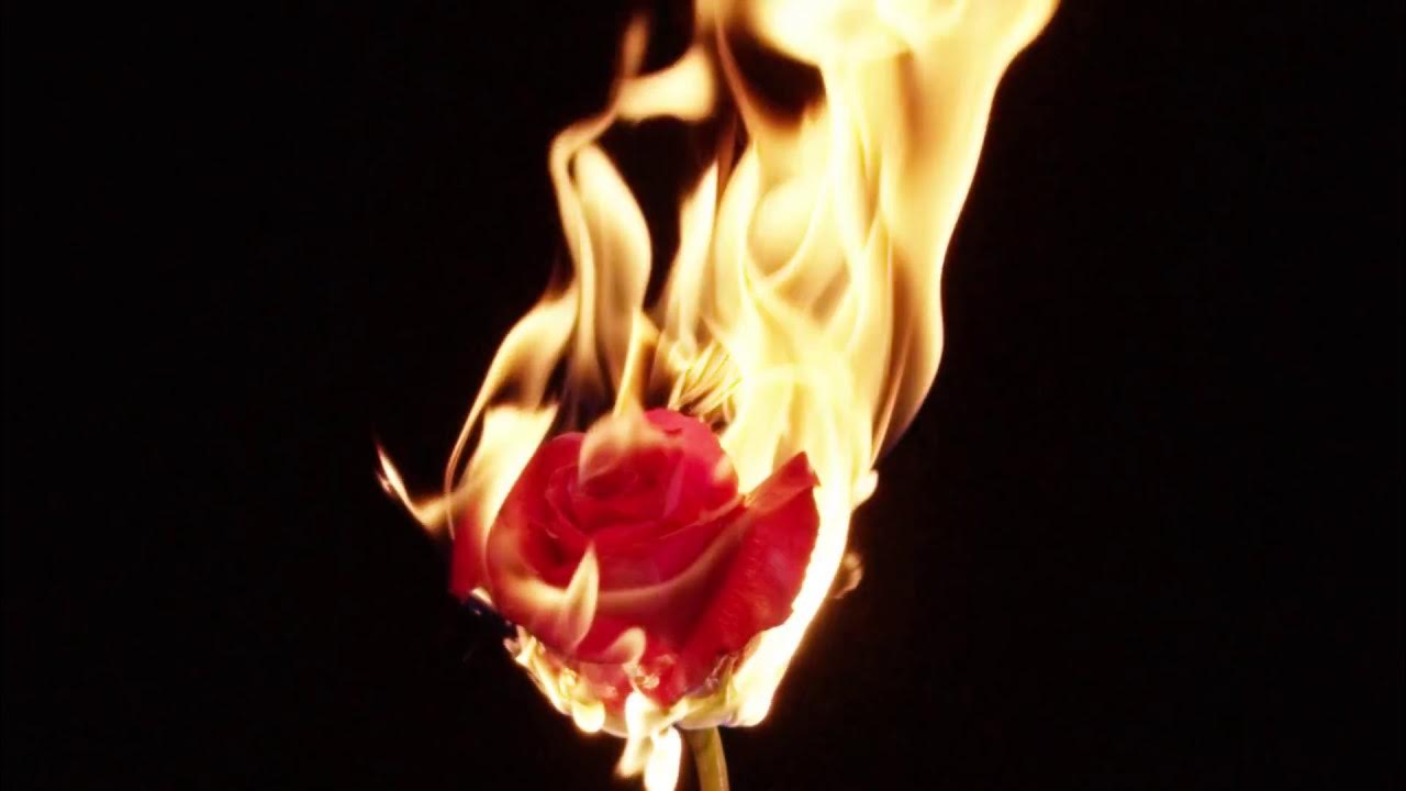 Rose Burn YouTube