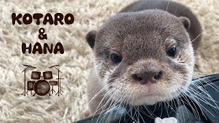 カワウソコタローとハナ　奇妙な声でこんな表情になった　Otter Kotaro Creepy Voice and Finger Drums