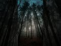 Dreamy Forest  fog  nature  darkaesthetic  #moody  #calm  #asthetic  #forest  #fyp #shorts