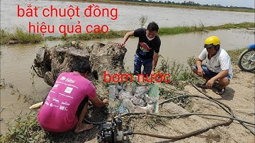 bơm nước vào hang chuột 🐭 bắt chuột đồng kiểu này hiệu quả cao. quá nhiều chuột rồi