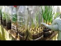 grow vegetables in a mini greenhouse from recycled plastic bottles