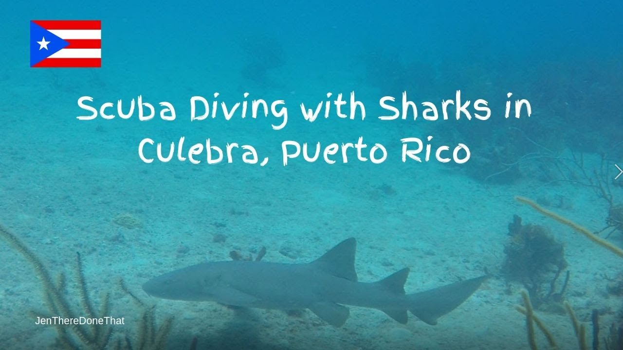shark tour puerto rico
