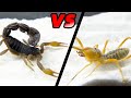 避日蛛VS黑粗尾蠍 Camel Spider VS Strong Black Poisonous Scorpion 