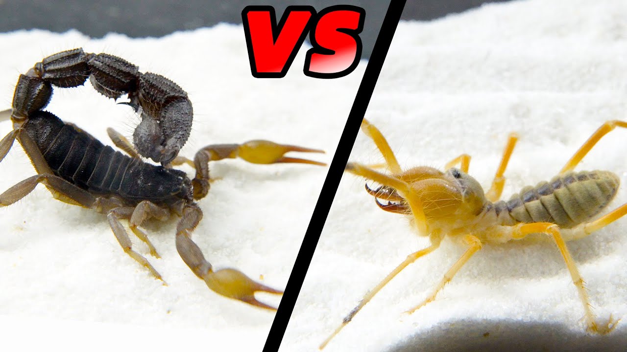 避日蛛VS黑粗尾蠍,Camel spider VS strong black poisonous scorpion - YouTube