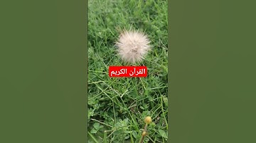 القرآن الكريم بصوت جميل #قرآن #اكسبلور #القرآن_الكريم #quran #تيك_توك #لايك #ترند