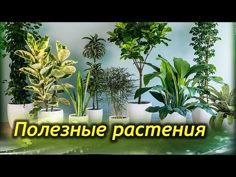 Самые ПОЛЕЗНЫЕ комнатные растения для вашего дома!