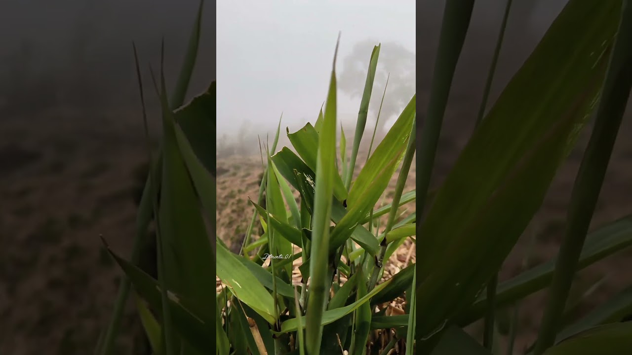 Assam lampi view ♥️♥️♥️♥️♥️♥️  #