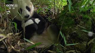 [China Central Television] CCTV1 (Integrated Channel) sign on 06/09/2015