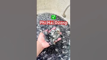 @carophivietnam✅ Cá Rô Phi mẫu đẹp cho bà con Hải Dương #cárôphi Hải Phòng 0962734709⁠ @giathuysan