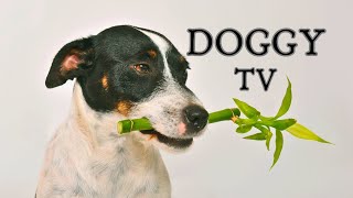 Zen Harmony: Tranquil Bird Sounds and Soothing Music for Dogs’ Restful Sleep